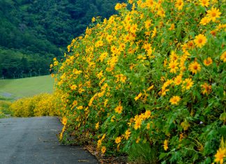 Vẻ đẹp ngất ngây của Đà Lạt vào thu và ngắm mùa hoa dã quỳ nở rộ