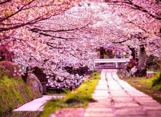 Du lịch Nhật Bản tháng mấy để tham gia lễ hội hoa anh đào?