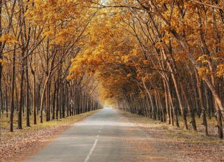 Ngất ngây trước vẻ đẹp của những rừng cao su ở Việt Nam