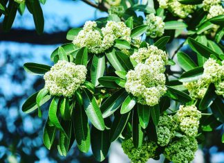 Mùa thu – Mùa lãng mạn của Hà Nội Mùa thu - Mùa lãng mạn của Hà Nội