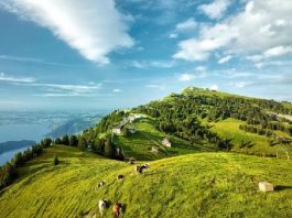 Chiêm ngưỡng toàn cảnh vẻ đẹp núi Rigi khi đi tour du lịch Thuỵ Sĩ